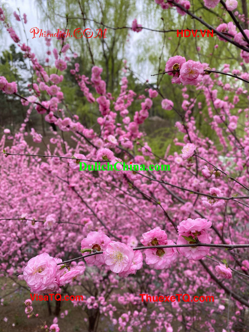 Du lịch Bắc Kinh vào mùa xuân 2026 cùng gia đình Việt.