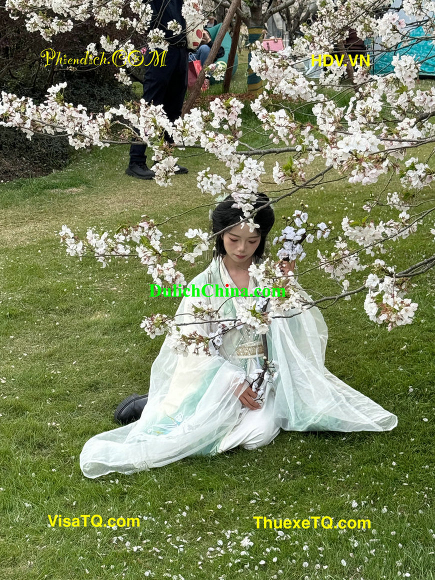 2026 mùa xe ngắm hoa anh đào Thượng Hải.