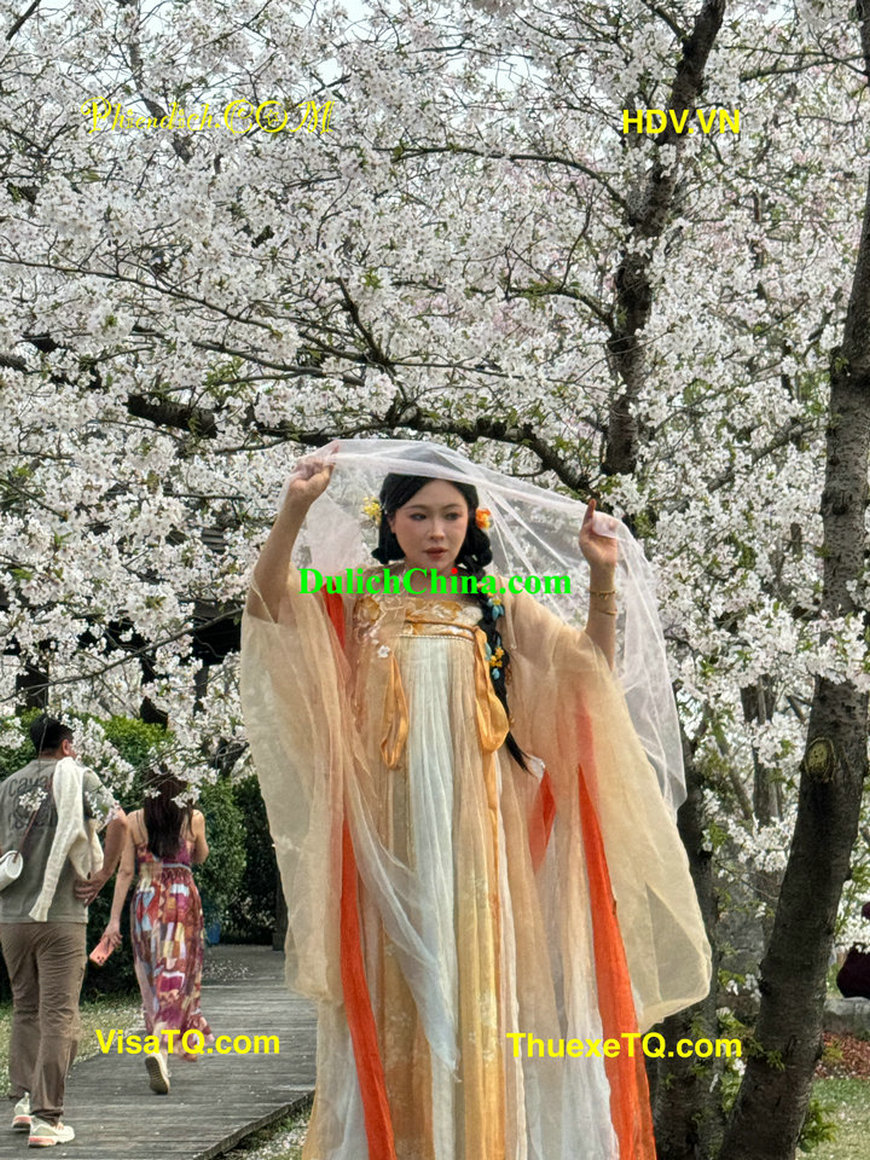 Cho thuê hướng dẫn viên du lịch tại Thượng Hải cùng gia đình Việt đi ngắm hoa anh đào.