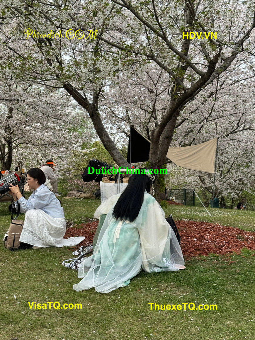 Chỉ cần bay sang Thượng Hải gia đình Việt vẫn có thể ngắm hoa anh đào.