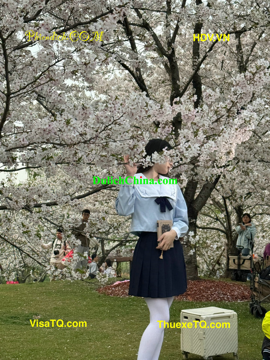 Ngắm hoa anh đào cùng gia đình Việt vào mùa xuân tháng 4 tại Thượng Hải.