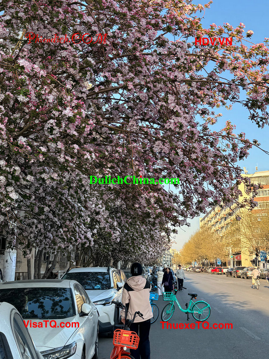 Người Việt rủ nhau đi ngắm hoa hải đường tại Thiên Tân Trung Quốc.