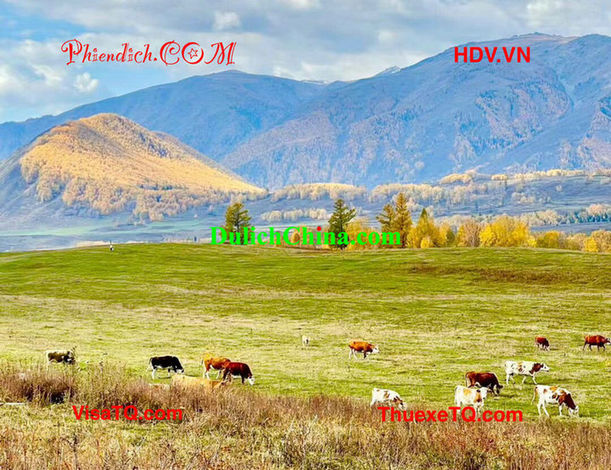 Vì sao mùa thu 2026 người Việt nên chọn du lịch Tân Cương tự túc?